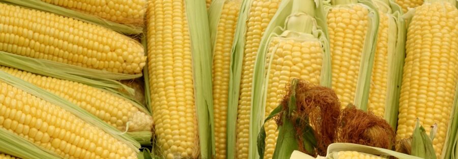 ICA autoriza siembra de primera semilla OGM hecha en Colombia - Fenalce