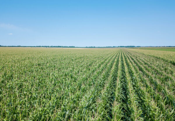Green corn field, Corn field.