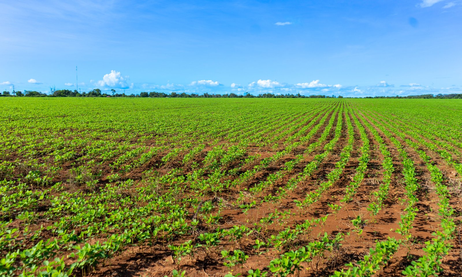 Fenalce advierte posibles impactos en la producción,  competitividad y sostenibilidad del maíz y la soya en la región  de la Orinoquía